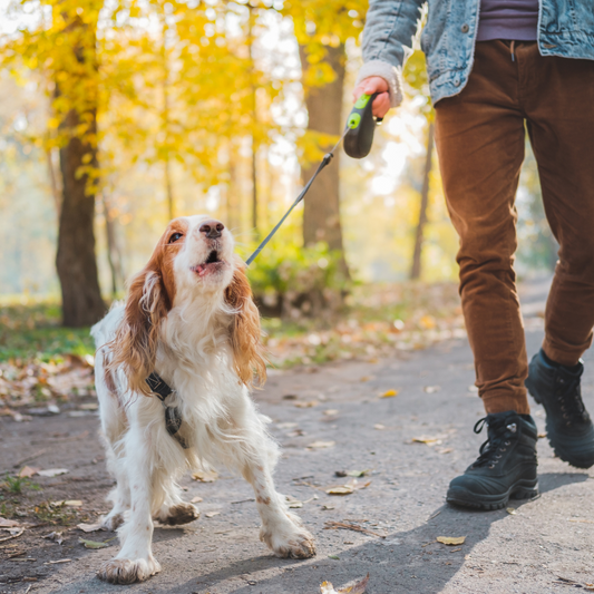 Five Ways To Stop Your Dog's Barking